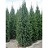 PICEA ABI CUPRESSINA #15