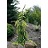 PICEA ABI GOLD DRIFT #6