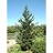 PICEA ABI HILLSIDE UPRIGHT #10