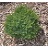 PICEA ABI LITTLE GEM #2