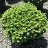 PICEA ABI LITTLE GEM #3