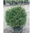 PICEA ABI LITTLE GEM #6 STD R2