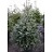 PICEA ABI PAUL'S SELECT #7
