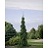 PICEA ABI PENDULA #20