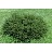 PICEA ABI PUMILA #3