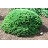 PICEA ABI SHERWOOD COMPACT #7