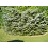PICEA BIC HOWELLS DWFTAIL#7 SPDR