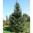 PICEA GLA WHITE SPRUCE #3