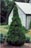 PICEA GLA BLUE TEARDROP #3