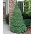 PICEA GLA DWF ALBERTA #5