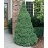 PICEA GLA DWF ALBERTA #10