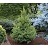 PICEA GLAUCA NORTH STAR #7