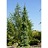 PICEA GLA PENDULA #20