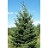 PICEA GLAUCA BLACK HILLS 7' BB