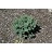 PICEA MAR NANA #5 BLUE NEST