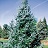 PICEA OMO BRUNS #10