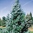 PICEA OMO BRUNS #20