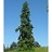 PICEA OMO PENDULA #20/4'BB