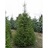 PICEA OMO SERBIAN SPRUCE 7' BB