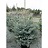 PICEA PUN BONNY BLUE #15/3'-4'