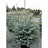 PICEA PUN BONNY BLU#20/4-5'