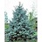 PICEA PUN FAT ALBERT 6' BB