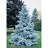 PICEA PUN BABY BLUE #20
