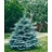 PICEA PUN COLORADO SPRUCE #20