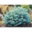 PICEA PUN GLOBE BLUE #3