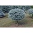 PICEA PUN GLOBE BLUE#10/30"STDTF