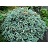 PICEA PUN HERMANN NAUE #7