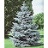 PICEA PUN HOOPSII #10