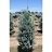 PICEA PUN FASTIGIATA 5' BB