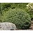 PICEA PUN ROUNDABOUT #7