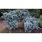 PICEA PUN THE BLUES #10 WEEPING