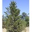 PINUS BAN JACK PINE #3 DS
