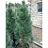 PINUS CEM ALGO PILLAR #15/3'BB