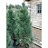 PINUS CEM ALGO PILLAR #20/4'BB