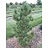 PINUS CEM CHALET #10