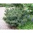 PINUS CEM GLAUCA NANA #20/4'
