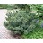 PINUS CEM GLAUCA NANA #15/3' BB