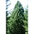 PINUS CEM PRAIRIE STATESMN#15/3'