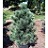 PINUS CEM WESTERSTEDE #20/4'