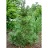PINUS CEM SWISS STONE PINE #10