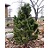 PINUS MUGO COLUMNARIS #7
