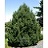 PINUS MUGO LA CABANA #15/3'