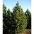 PINUS MUGO TANNENBAUM #10