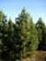 PINUS MUGO TANNENBAUM 6' BB