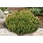 PINUS MUGO SLOWMOUND #3