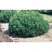 PINUS MUGO VALLEY CUSHION #3